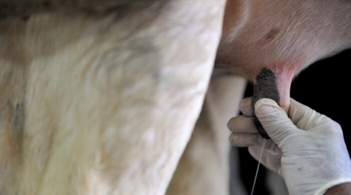 Ferme de production de lait  dans la ville de Al Ain , à 160 kilomètres au Sud de Dubaï.